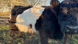 Die zottelige Galloway-Kuh hat an der Seite Stichverletzungen.