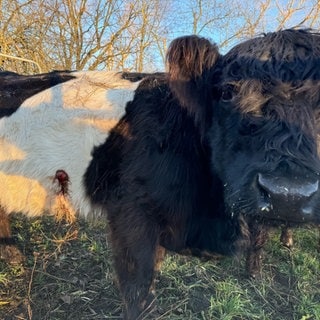 Die zottelige Galloway-Kuh hat an der Seite Stichverletzungen.