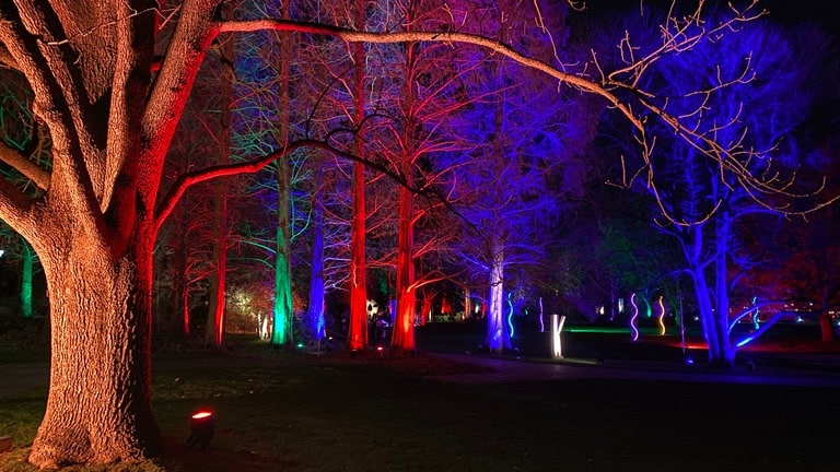 Die Bäume und Sträucher im Luisenpark sind in allen Farben angestrahlt und erzeugen eine besondere Atmosphäre.