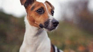 Ein Jack Russell Terrier (Symbolbild)