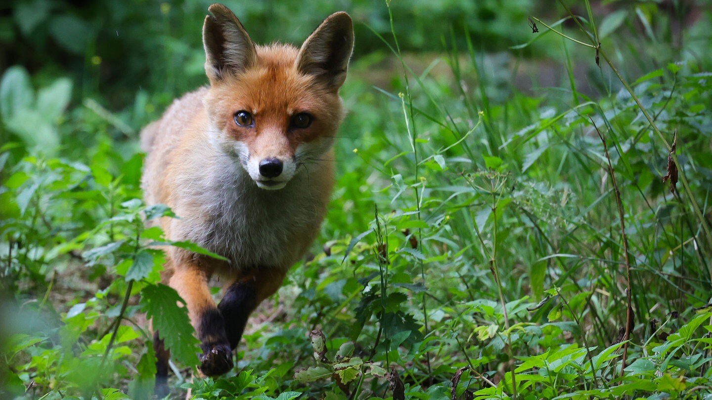 Ein Fuchs im Wald