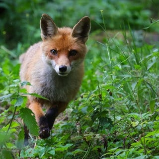 Ein Fuchs im Wald