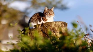 Eine freilaufende Hauskatze sitzt in einem Wohngebiet auf einem abgesägten Baumstumpf.