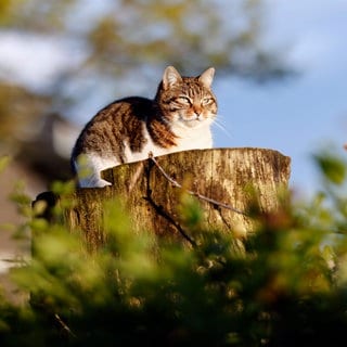 Eine freilaufende Hauskatze sitzt in einem Wohngebiet auf einem abgesägten Baumstumpf.