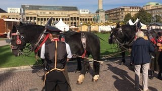 Prächtige Pferdegespanne auf dem Stuttgarter Schlossplatz beim ersten Historischen Volksfest 2018