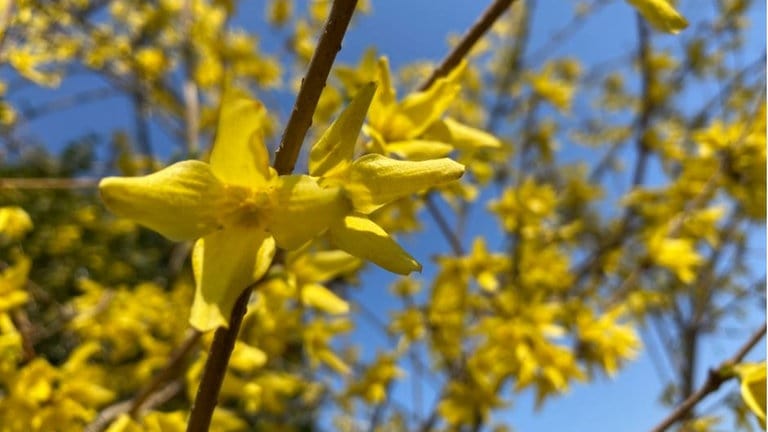 Stuttgart: Der Frühling zeigt sich von seiner schönsten Seite - SWR Aktuell