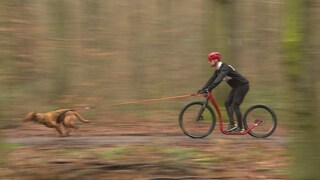 Meister im Tretroller-fahren 