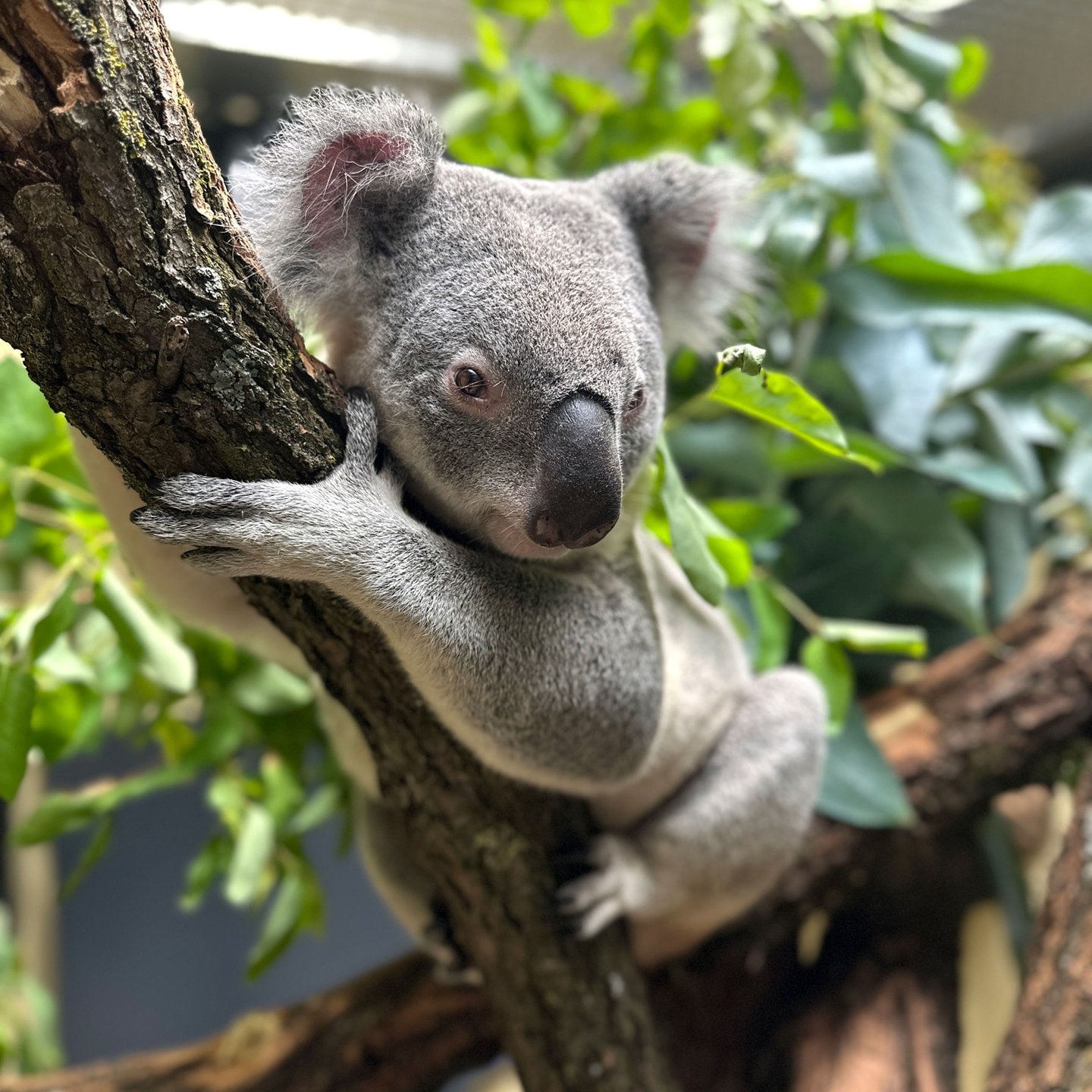 Wilhelma Vier neue Koalas haben sich in Stuttgart gut eingelebt SWR