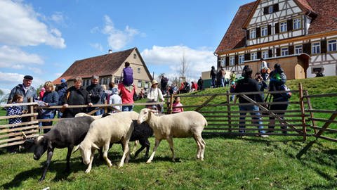 Schafe im Freilichtmuseum Beuren