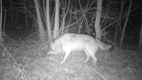In Rutesheim hat eine Wildtierkamera einen echten Wolf aufgenommen.