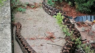 Diese Madagaskar Boa wurde in einem Garten in Weinstadt (Rems-Murr-Kreis) gefunden.