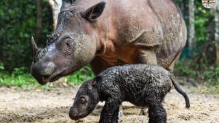Nashorn-Mutter mit Nachwuchs in Indonesien. Die Wilhelma fördert das Projekt Sumatran Rhino Rescue zur Rettung der extrem vom Aussterben bedrohten Sumatra-Nashörner.