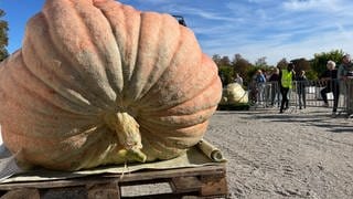 riesenkuerbis-europameisterschaft-ludwigsburg