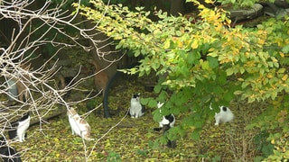 In ihrem Gehege haben die Katzen beim Katzenschutz Dornzdorf viel Platz.