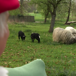Schafe betrachten, bringt für Andreas Holzwarth Entspannung pur.
