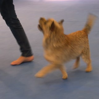 Hunde tanzen mit Menschen beim Dogdance