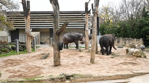 Die zwei letzten betagten Wilhelma-Elefanten stehen in ihrem Freigehege vor dem Elefantenhaus. Das Gehege ist in die Jahre gekommen und soll neu gebaut werden. Aus der Fertigstellung 2025 wird nichts, da das Land im Doppelhaushalt 20232024 kein Geld dafür vorsieht.