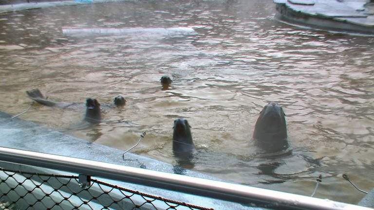 Der Dampf über dem Becken der Seelöwen in der Stuttgarter Wihelma zeigt es: Im Wasser ist es viel wärmer als draußen.