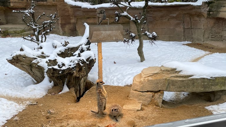 Für die Erdmännchen hat die Wilhelma Wärmelampen ins Außengehege gestellt. Dort können sich die Tiere wärmen und in den Schnee rausgucken.