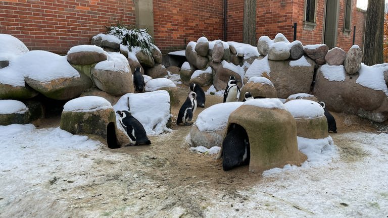 Die Pinguine können sich bei dieser Kälte in kleine Unterstände kuscheln.