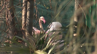 Die Flamingos in der Wilhelma in Stuttgart müssen zum Schutz vor dem Vogelgrippe-Virus erstmal auf ihren gewohnten Auslauf im Freigehege verzichten.