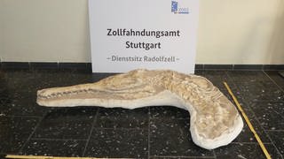 Dieser urzeitliche Krokodilschädel wurde 2018 nach Deutschland geschmuggelt und jetzt an Marokko zurückgegeben. 