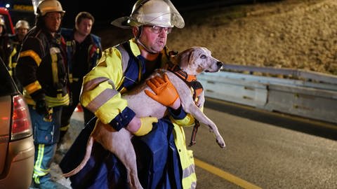 Ein Retter trägt einen Hund nach einem Unfall auf der A8. 