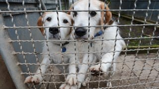 Zwei Hunde warten im Stuttgarter Tierheim auf ein neues Zuhause