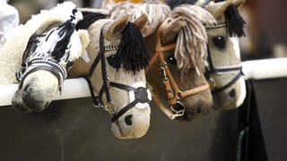 Steckenpferde stehen nebeneinander und schauen geradeaus. 62 Steckenpferde treten beim Hobby-Horsing Turnier in Sillenbuch bei Stuttgart gegeneinander an.