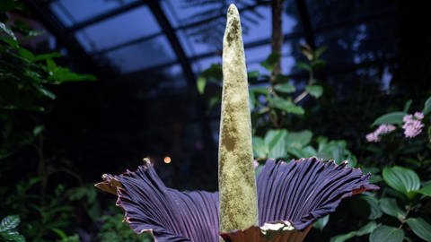 Eine Titanwurz (Amorphophallus titanum) blüht in der Wilhelma in Stuttgart. 