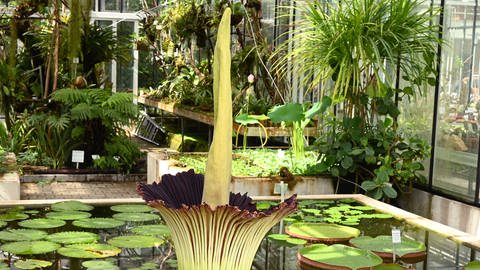 Eine Titanenwurz entfaltet ihre Blüte in den Gärten der Universität Hohenheim in Stuttgart. Sie gilt als größte Blume der Welt und blüht nur einen Tag.