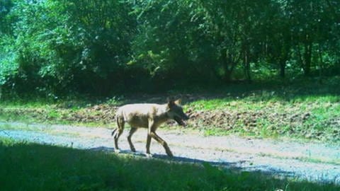 Ein Wolf am Waldrand im Landkreis Esslingen.