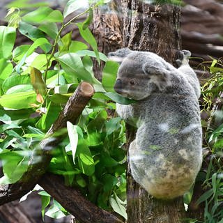 Ein Koala klettert auf einen Baum in seinem neuen Gehege in der Wilhelma in Stuttgart. 