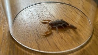 Eingefangener Skorpion unter einem Glas (Symbolbild)