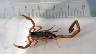 Skorpion neben Lineal