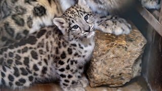 Das kleine Leoparden-Weibchen ist jetzt rund zwei Monate alt. Seit kurzem können auch die Besucherinnen und Besucher der Wilhelma das Jungtier sehen.