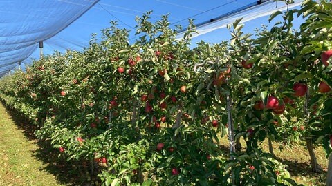 Spaliere voller Äpfel beim Obstbauern Henning Kempf in Ehningen (Kreis Böblingen). Insgesamt aber  verspricht der Herbst 2023 keine gute Ernte.