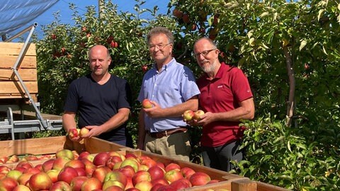 Obstbauer Henning Kempf aus Ehningen (links) zeigt dem Vorsitzenden des Arbeitskreises Erwerbsobstbau und dem Obst- und Gartenbau-Fachberater Manfred Nuber (rechts) die bisherige Ernte an Äpfeln.