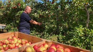 Kisten mit Äpfeln, Spaliere mit Früchten: Obstbauer Henning Kempf aus Ehningen (Kreis Böblingen) rechnet insgesamt allerdings bestenfalls mit einer passablen Ernte 2023.