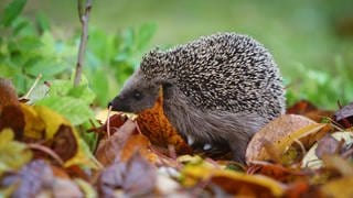 Verzichten sie auf einen englischen Rasen und engmaschige Zäune. In einem wilden Garten fühlt sich der Igel am wohlsten.