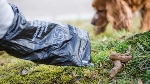 Eine Person hebt mit einer Tüte Hundekot von einer Grünfläche auf. (Archivbild) 