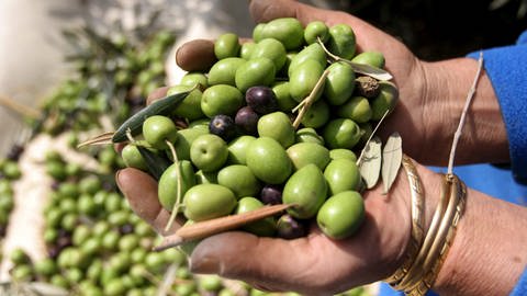 Eine Frau hält eine Menge Oliven in den Händen.