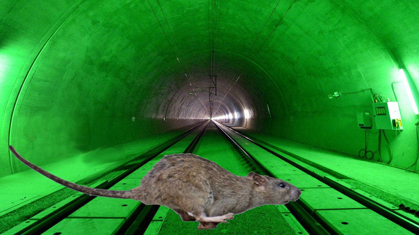 Montage: Der Blick in einen fertigen Tunnel von Stuttgart 21, im Vordergrund rennt eine Ratte durch das Bild.