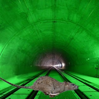 Montage: Der Blick in einen fertigen Tunnel von Stuttgart 21, im Vordergrund rennt eine Ratte durch das Bild.