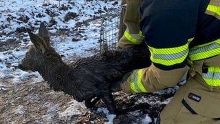 Die Feuerwehr Stuttgart rettete ein Reh aus einer Wassergrube.