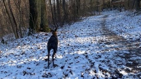 Das Reh schaute sich noch zweimal um, und verschwand dann wohlbehalten im Wald. Das Foto haben seine Retter, die Feuerwehr Stuttgart, gemacht.