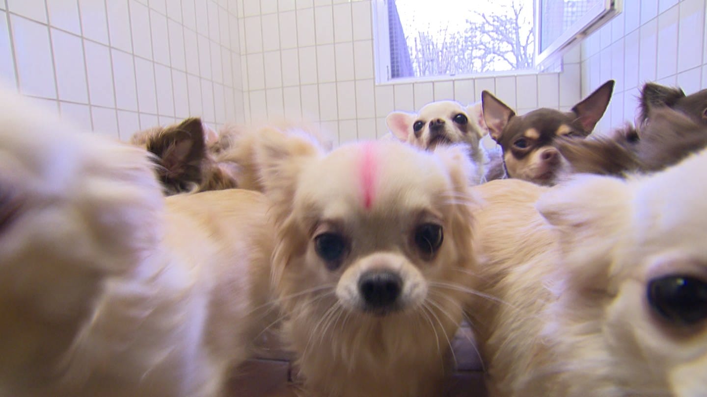 Das Tierheim Stuttgart hat 68 Chihuahuas aufgenommen.