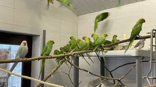 Im Tierheim in Esslingen sitzen dutzende grüne Sittiche auf Ästen und fliegen durcheinander.