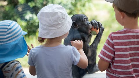 Kinder betrachten im Zoologisch-Botanischen Garten Wilhelma ein Bonobo-Junges durch eine Scheibe (Archivbild).