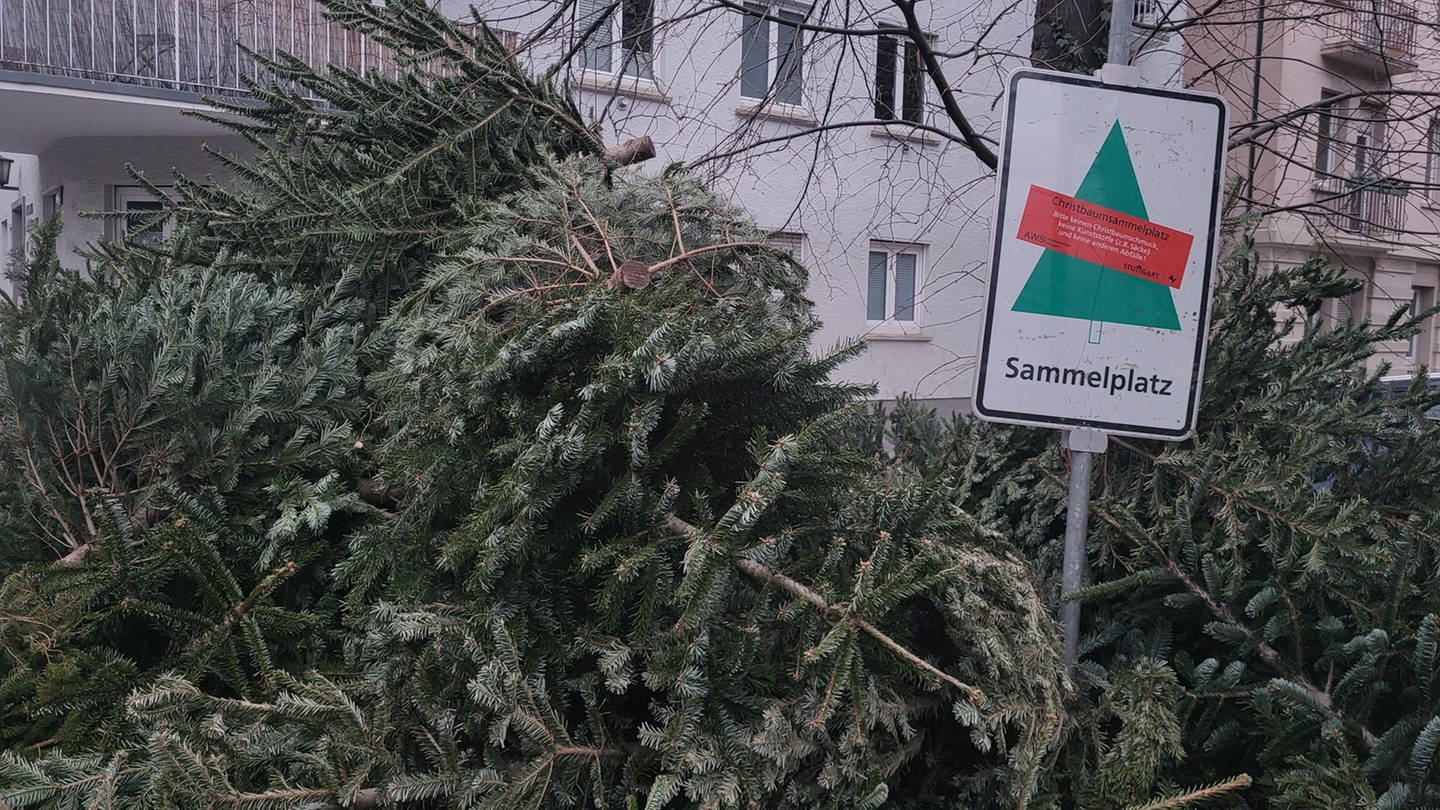 Ein Sammelplatz für Weihnachtsbäume im Stuttgarter Westen.